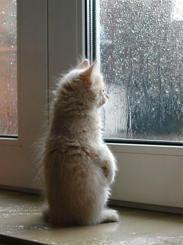 Котик и Дождь