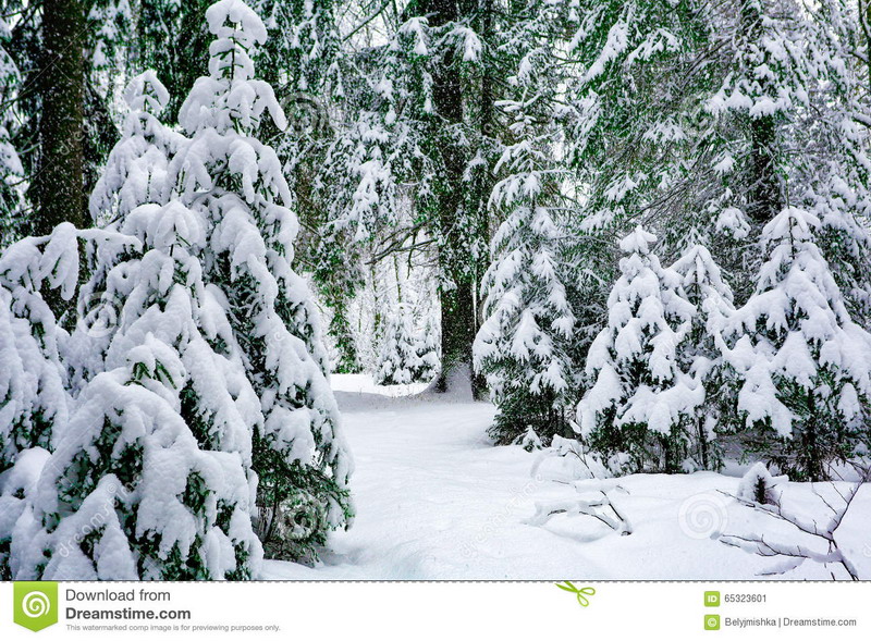 Снежная казка хвойнага лесу
